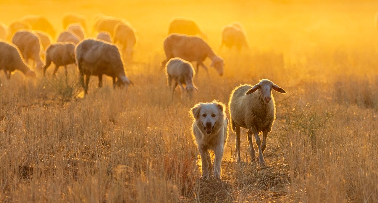 soin energetique animaux morvan